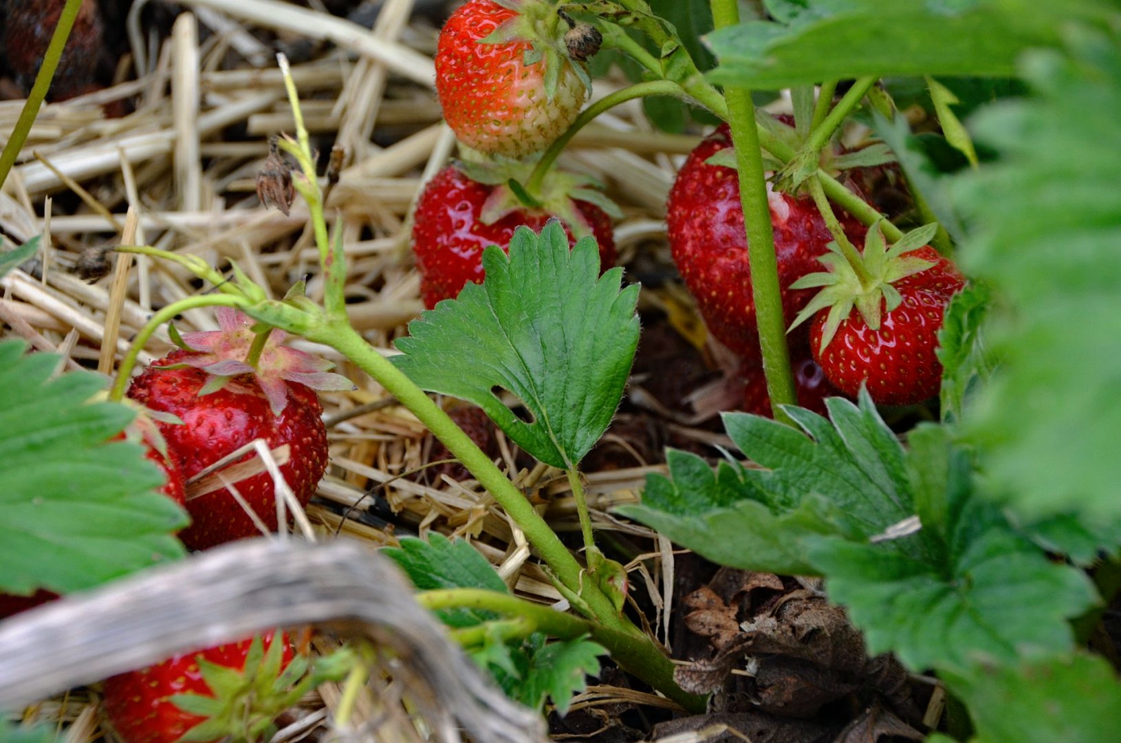 Een close-up van een tros rijpe, rode aardbeien hangend onder het groene bladerdek in de pluktuin van Botanica Rebecca, klaar voor de oogst.