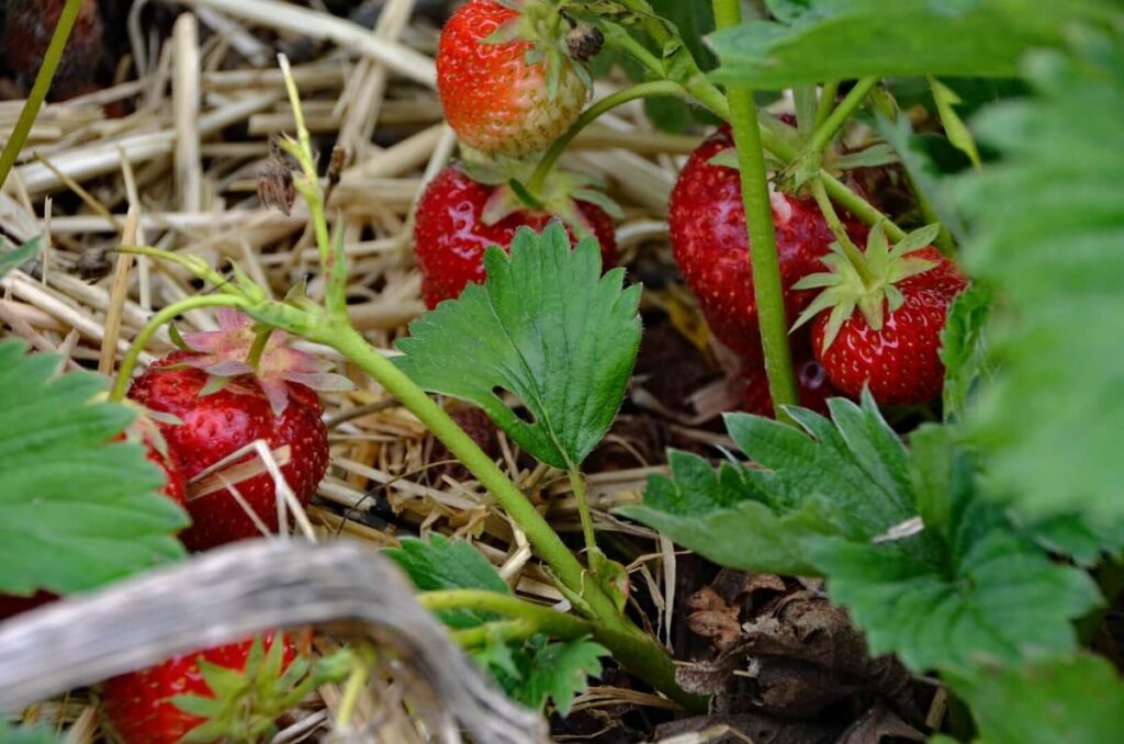 Aardbeien voor mens en dier