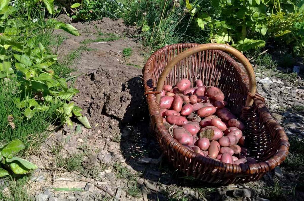 De aardappeleters