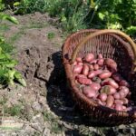 Een mand vol vers gedolven rode Roseval aardappelen in de moestuin, badend in de zon.