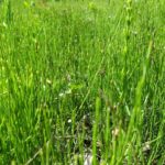 Een dichte, groene oceaan van heermoes in de moestuin. Deze prehistorische sporenplant laat hier letterlijk overal zijn sporen na.