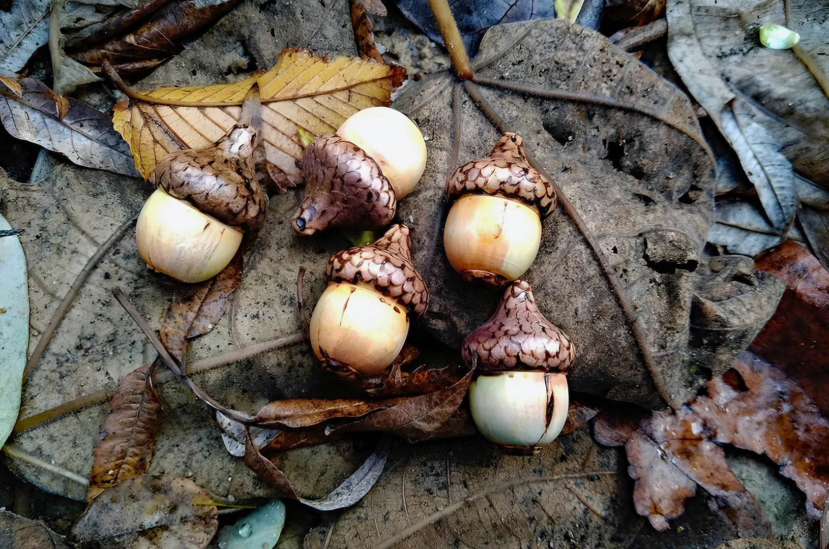 Set van handgemaakte houten eikels, bewerkt met pyrografie en natuurgetrouw beschilderd. Tactiel houten speelgoed voor kleine handen, ook geschikt als natuurlijke decoratie in huis.