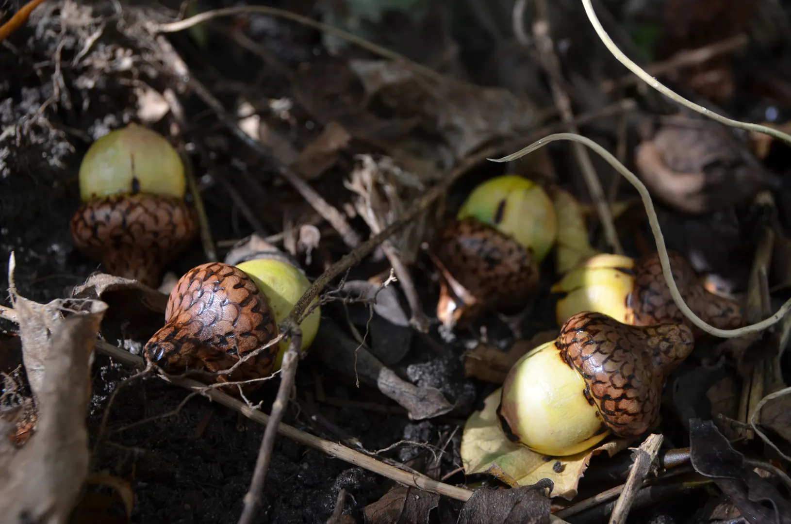 Sfeervolle close-up van handgemaakte houten eikeltjes, speels genesteld tussen de gevallen herfstbladeren. Een prachtig accent voor de natuurlijke inrichting van een seizoenstafel.