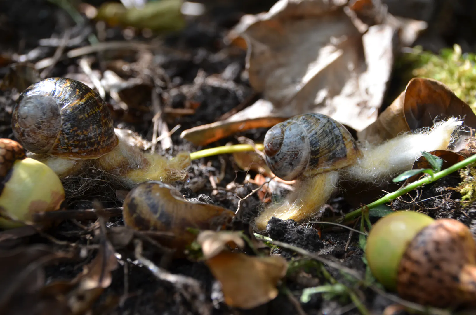 Twee handgemaakte vilten slakjes op ontdekkingstocht over de bosgrond, gezellig tussen de houten eikeltjes en een écht, levend slakje. Een speels zomerstafereel waarbij de grens tussen handwerk en natuur prachtig vervaagt.